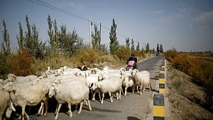 Job ad for shepherds goes viral in China