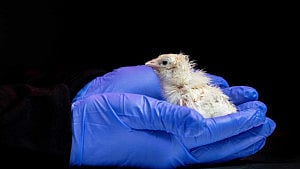 US company aims to revive extinct species