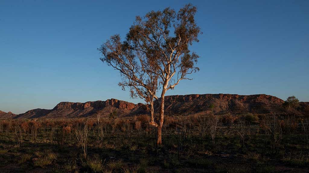 Climate change threatens global plant species