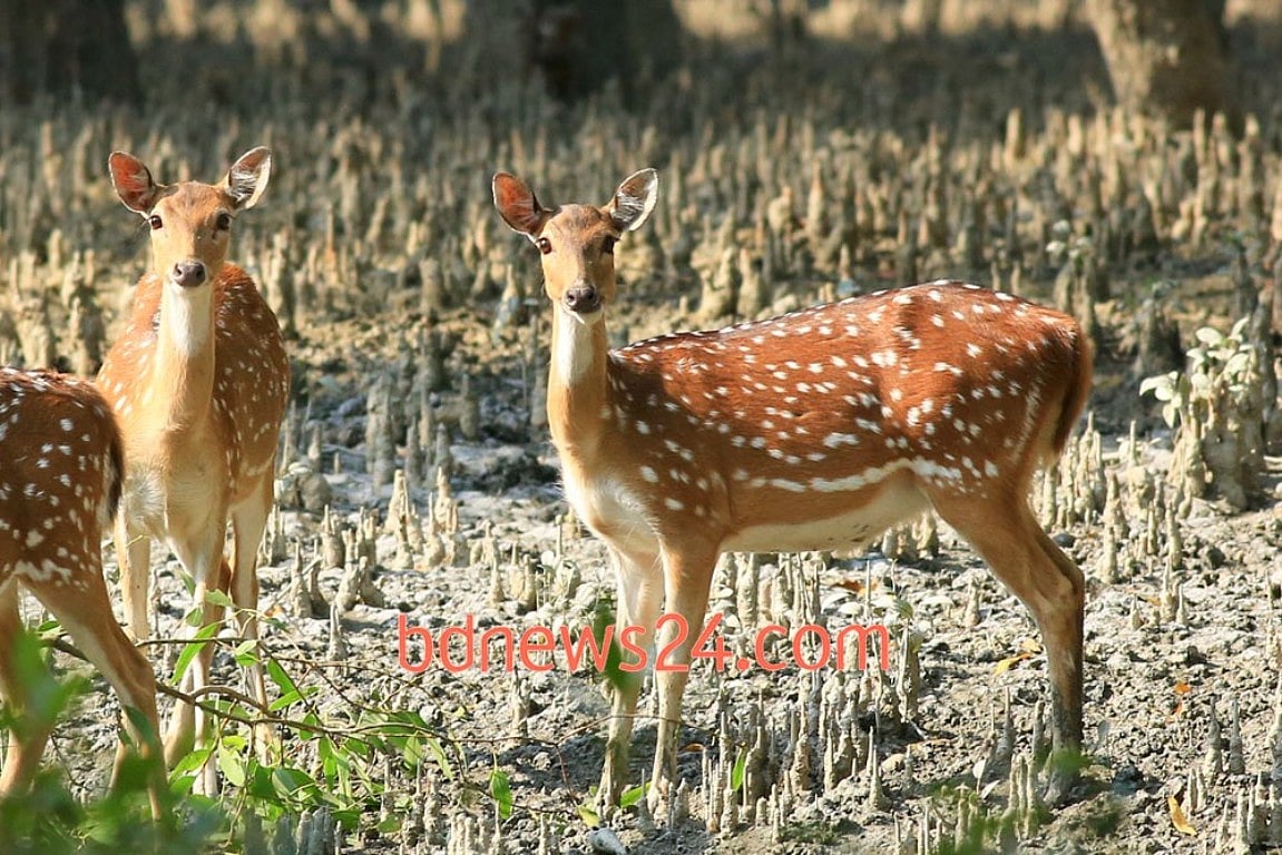 রামপাল বিদ্যুৎ কেন্দ্রের ব্যাপারে আমার মতামত ও সাজেশন