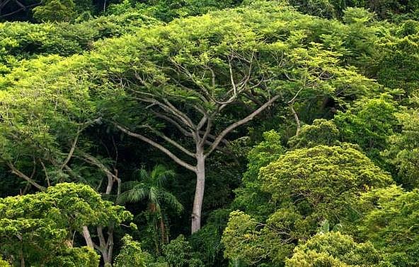 পৃথিবীতে এখনও প্রায় চার বিলিয়ন হেক্টর বন টিকে আছে 
