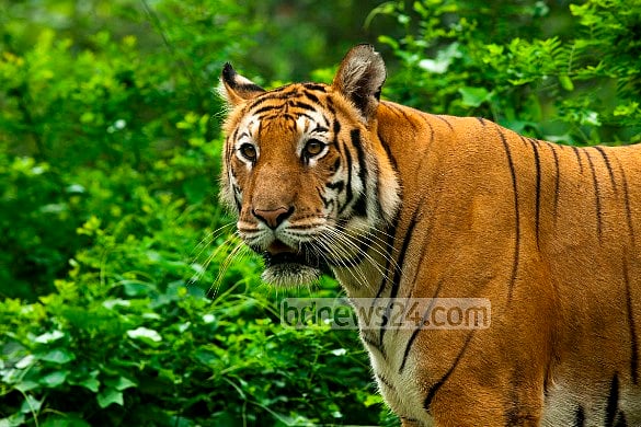 ১৩ দেশে বর্তমানে বাঘের সংখ্যা প্রায় ৩,৫০০, ১৯০০ সালের দিকে এই সংখ্যা ছিল প্রায় ১ লাখ 