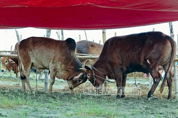 তারপরও এটি সত্য, দেশে কোরবানির জন্য আলাদা করে গরু তৈরির প্রবণতা বেড়েছে 