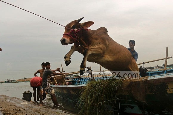 এ সময়ে এখানে চাহিদা যেমন লাফিয়ে বাড়ে, তাতে ভারত বাদে অন্যান্য দেশ থেকে আসা গরু দিয়ে তেমন পোষাবে না 