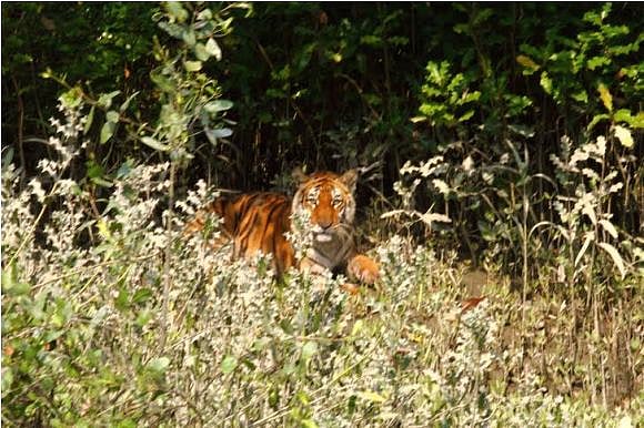 সুন্দরবনের বাংলাদেশ অংশে বাঘের জনসংখ্যা সমীক্ষায় ১০৬টি বাঘের তথ্য প্রকাশ করা হয়েছে 
