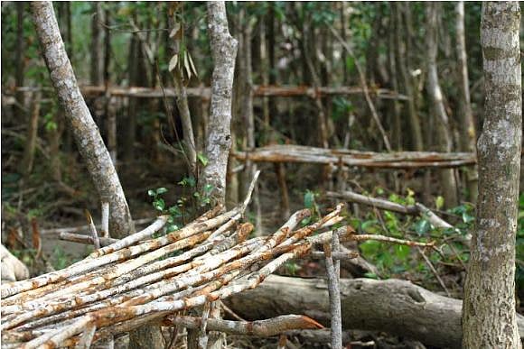 শিকারীরা বাঘ ও হরিণ শিকার করতে বিভিন্ন কৌশলের আশ্রয় নেয় 