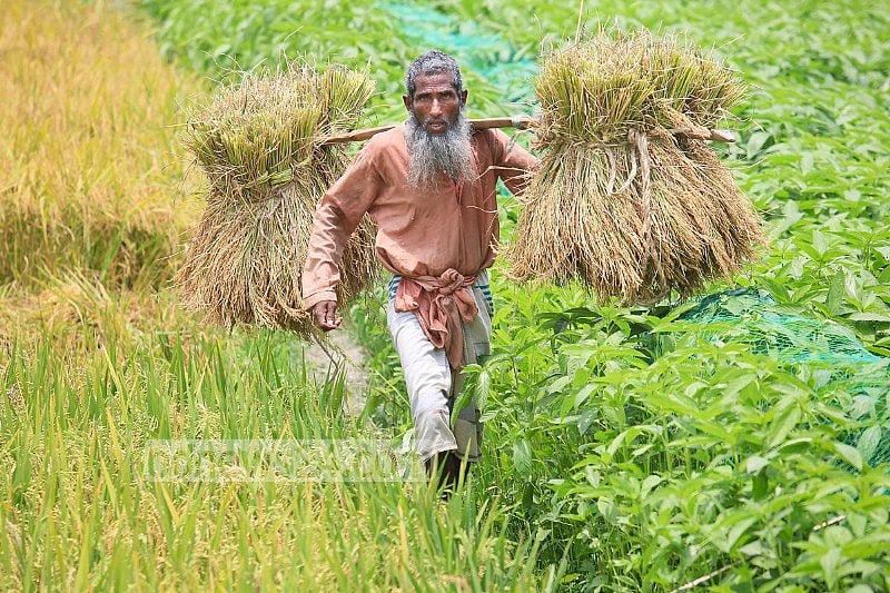 সরকার যে দাম বেঁধে দিয়েছে তার থেকে অনেক কম দামে ধান বিক্রি করতে বাধ্য হচ্ছে কৃষক সরকার যে দাম বেঁধে দিয়েছে তার থেকে অনেক কম দামে ধান বিক্রি করতে বাধ্য হচ্ছে কৃষক