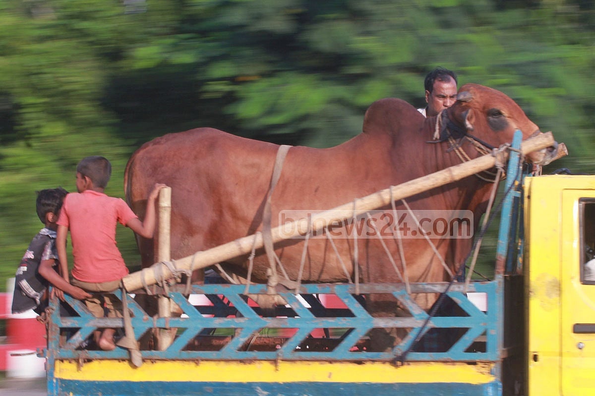 কোরবানির অর্থনীতি ও কিছু ‍দিক বিচার