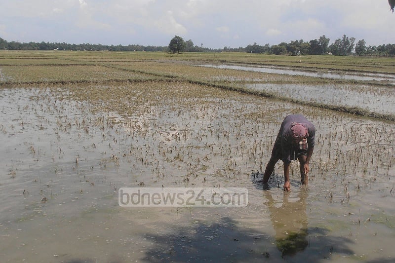 হেনরি কিসিঞ্জার বা সমগোত্রীয় অনেক প্রভাবশালী ব্যক্তিবর্গের তথাকথিত 'তলাবিহীন ঝুড়ি তত্ত্ব' মিথ্যা প্রমাণ করে বাংলাদেশ আজ খাদ্যশস্য (চাল) উৎপাদনে স্বয়ংসম্পূর্ণ 