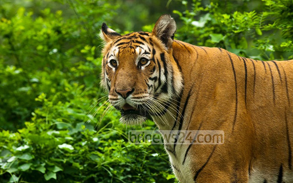 বাঘ সংরক্ষণের গুরুত্ব ও আমাদের করণীয়