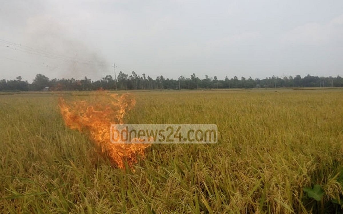 ধানের ন্যায্য মূল্য: উত্তরণের পথ