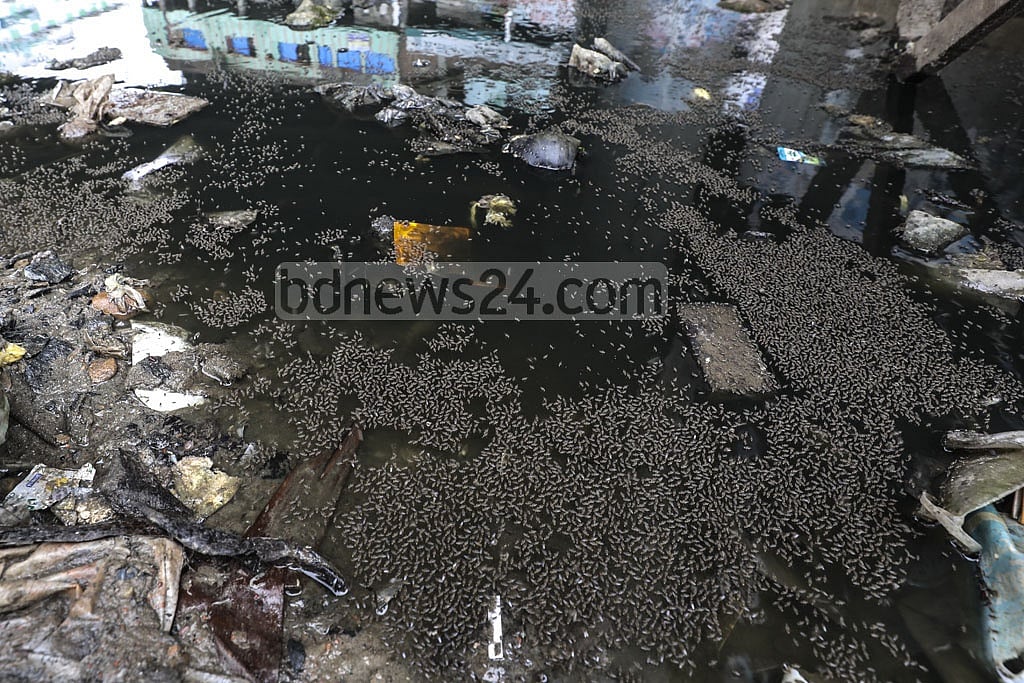 মশা নিয়ন্ত্রণ: কার্যকর দমন পদ্ধতি, নিবিড় গবেষণা ও জনসচেতনতা