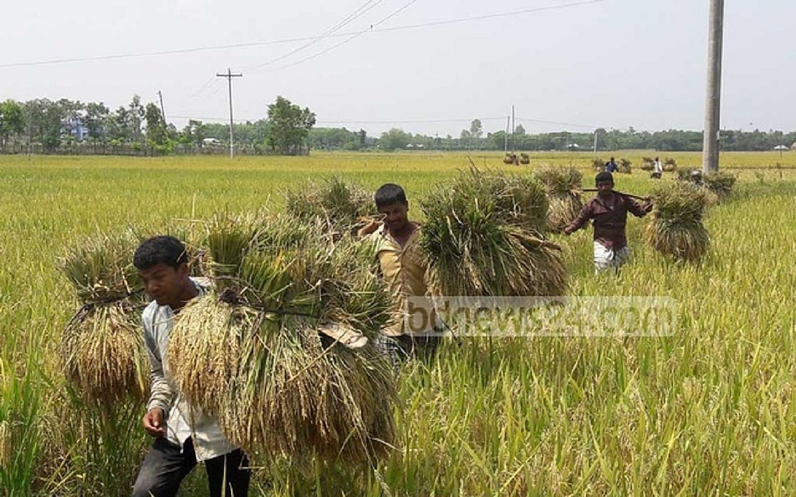 কৃষকের মলিন মুখ বনাম উন্নয়নের ‘রোল মডেল’