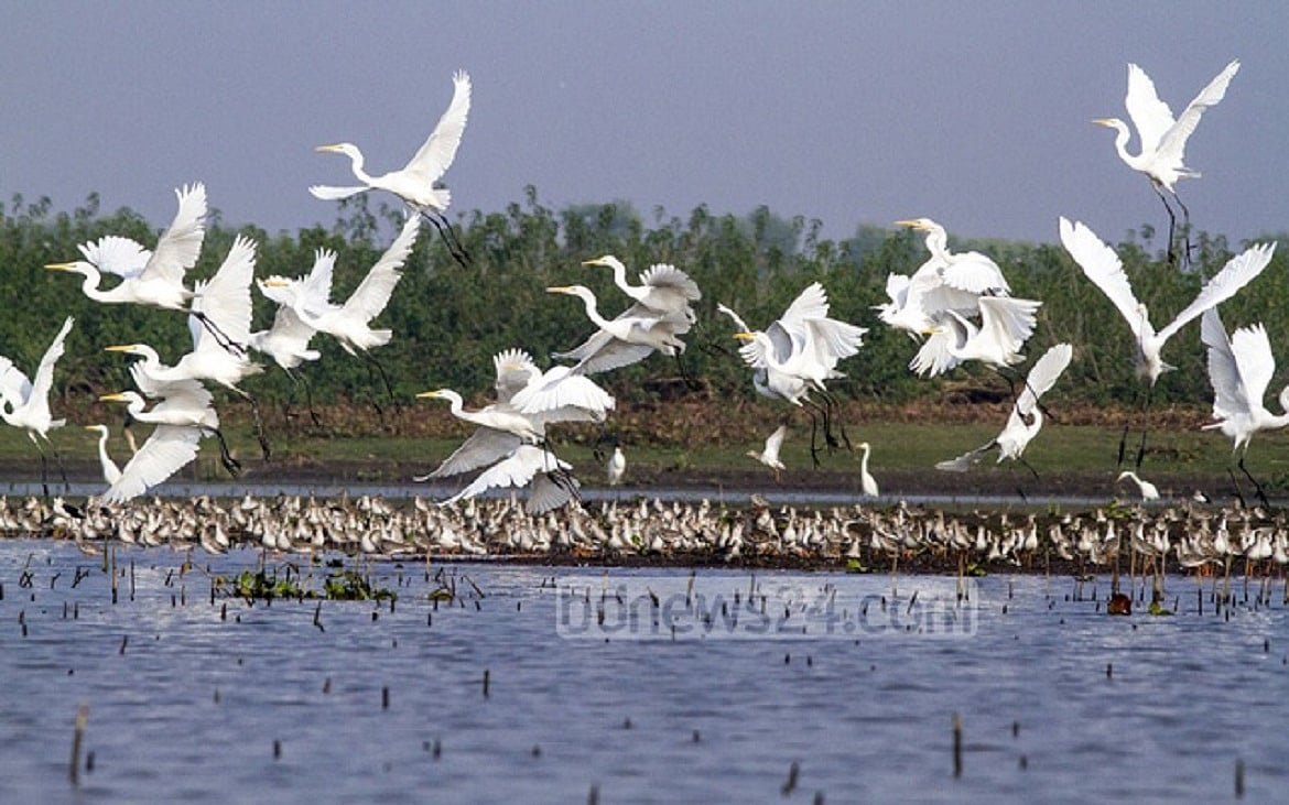 বাংলাদেশে পরিযায়ী পাখি সংরক্ষণের গুরুত্ব
