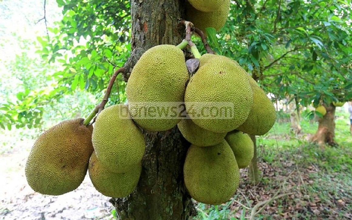পনস-পুরাণ: কাঁঠাল বিষয়ক স্মৃতিরম্য রচনা