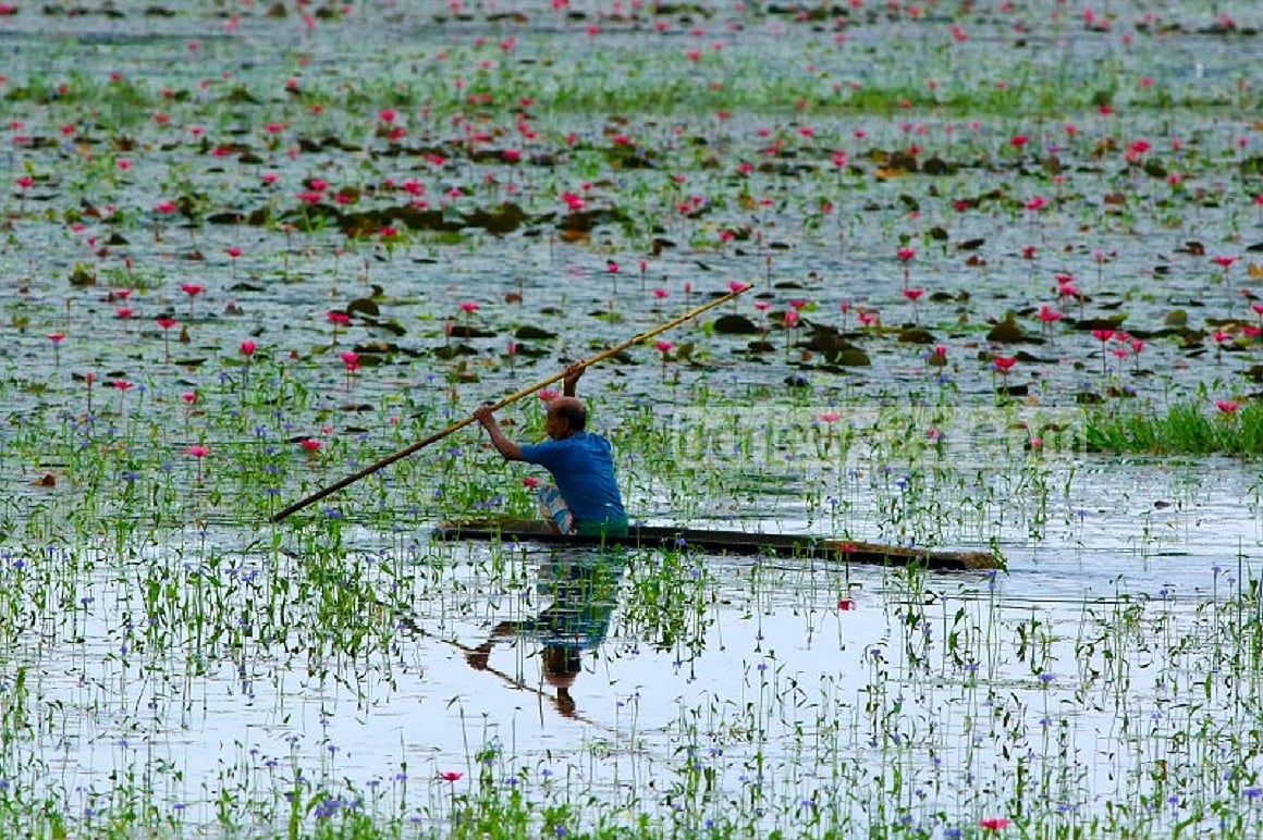 বিশ্ব পরিবেশ ও করোনাভাইরাস