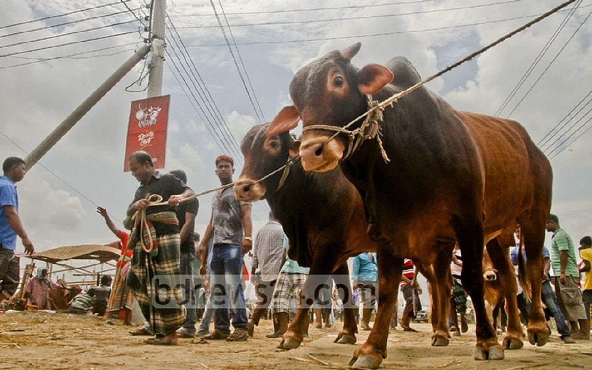 মহামারীকালে কোরবানি ঈদ: বিনিয়োগ আতঙ্কে খামারিরা