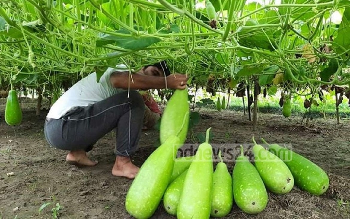 গ্রামে ফিরে যাচ্ছে মানুষ, গ্রামকে নিয়েই ভাবি
