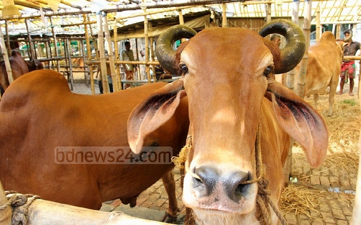 কোরবানির পশু এবং পাপুল-সাহেদ সমাচার