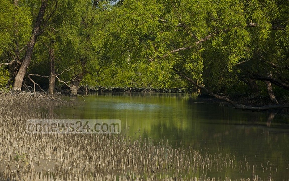 এই সময়ের অগ্রাধিকার হোক বনভূমি সুরক্ষা