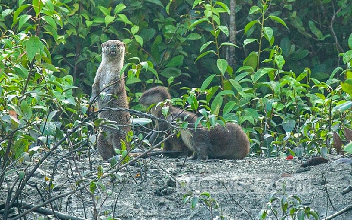পরিবেশ বাঁচলে বাঁচবে প্রাণ