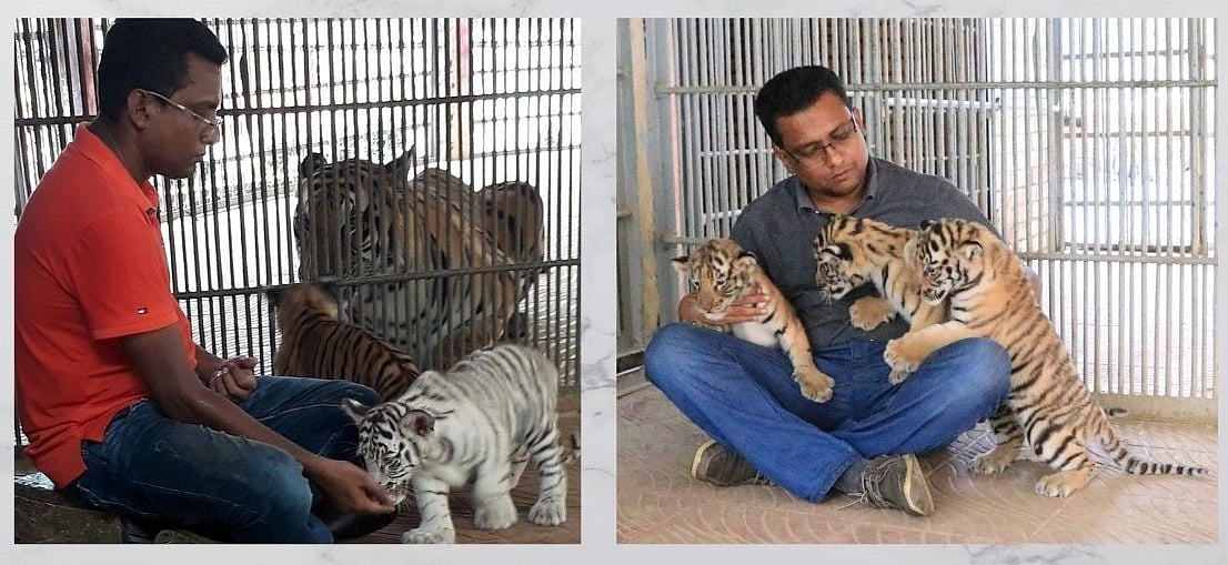 বিশ্ব বাঘ দিবস: সুন্দরবনের বাঘ বাড়ানোর টেকসই ব্যবস্থা পুনর্প্রবর্তন