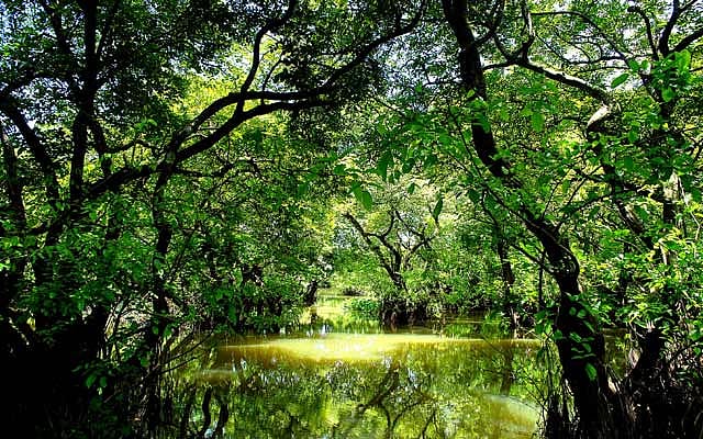 বর্তমান রাতারগুল মাত্র ৩৩৮ একর জায়গাজুড়ে টিকে থাকা ছোট্ট একটা বন 
