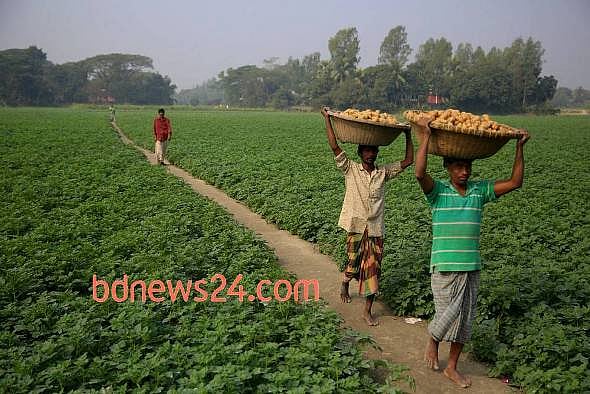 আলু উৎপাদনের যথার্থ স্বীকৃতি আমাদের আলু চাষীরাও পাননি 