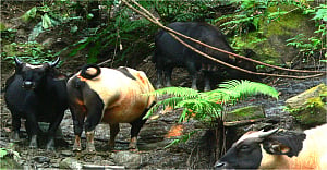Gayals or semi wild bison (Bos Frontalis) herded by Adibashi villagers in the Reinkhyong Reserved Forest, Chittagong Hill Tracts.  Photo: Subrata Chakma 