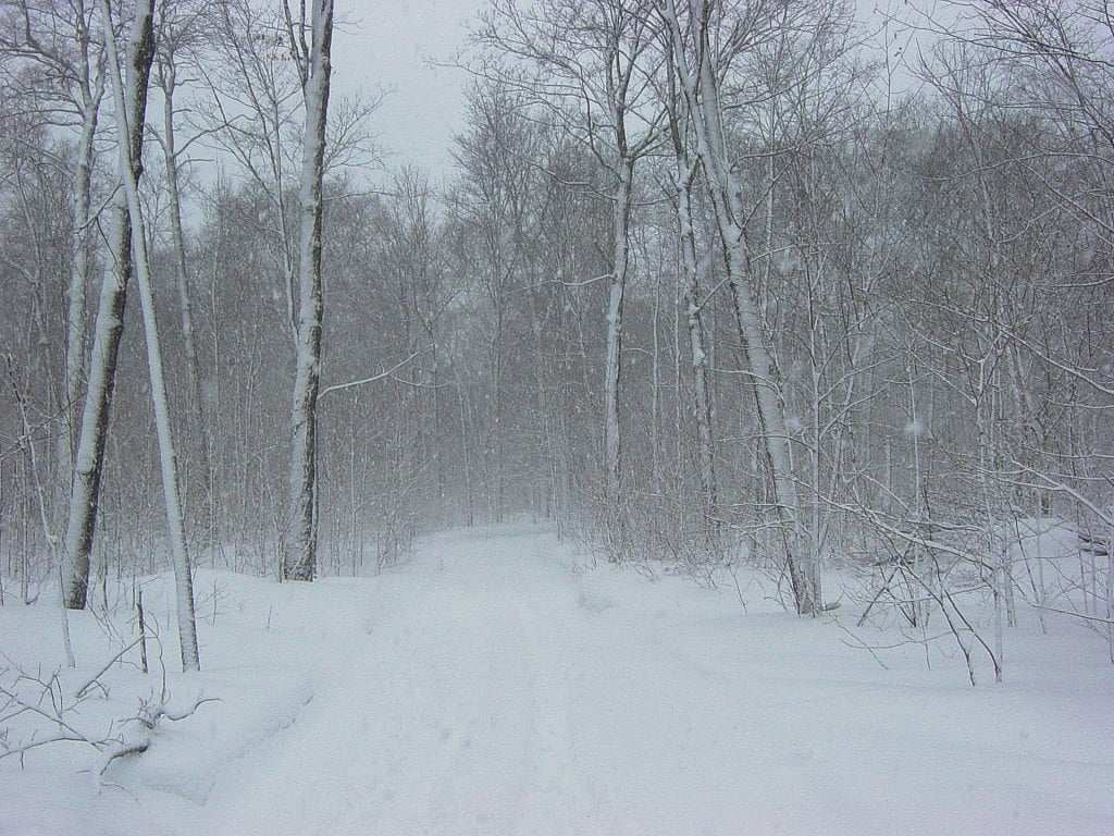 Snow in Toronto. Credit: Charles Rondeau. 