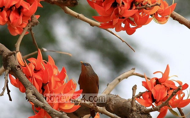 Palash flowers blooming in springtime. Photo: Mustafiz Mamun / bdnews24.com 