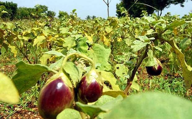 Bt Brinjal, a variety of genetically modified Brinjal plant. Bt Brinjal, a variety of genetically modified Brinjal plant.