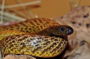 ইনল্যান্ড তাইপান 