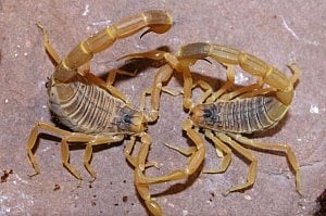 ডেথ স্টকার স্করপিয়ান 