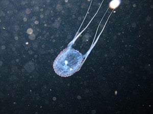 বক্স জেলিফিস 
