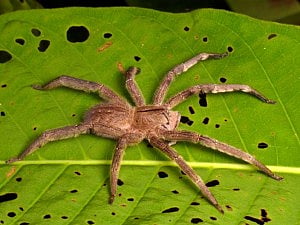 ব্রাজিলিয়ান ওয়ানডারিং স্পাইডার 