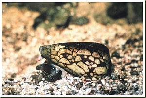 মার্বেলড কোন স্নেইল 