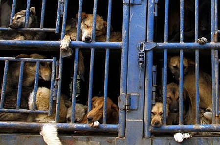 A truck carrying dogs can be seen travelling along a road on the outskirts of Beijing. REUTERS/DAVID GRAY 
