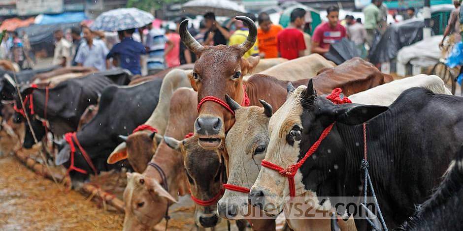 Small step towards a hygienic Eid in Dhaka