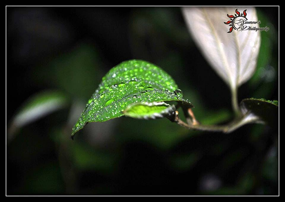 গ্রীষ্মের শুরুতে বৃষ্টির ফোটা … সিলেট আম্বরখানা এলাকা থেকে ছবিটি তুলা… 