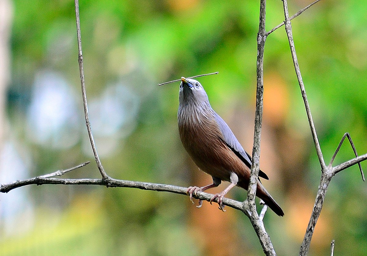 বর্ষায় কাঠশালীক নীড়ের সন্ধানে, ছবি- সুমন দে। স্থান : সিলেট মটরঘাট, ফতেপুর উইনিয়ন, গোয়াইনঘাট থানা। বর্ষায় কাঠশালীক নীড়ের সন্ধানে, ছবি- সুমন দে। স্থান : সিলেট মটরঘাট, ফতেপুর উইনিয়ন, গোয়াইনঘাট থানা।