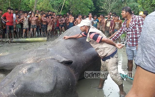 একটি বন্য হাতিকে ভালোবেসে আমরা কী পেতে পারি?