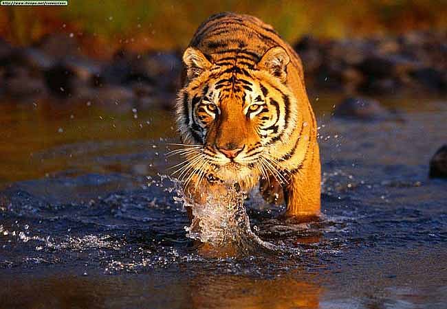 ছবি ইন্টারনেট হতে সংগৃহিত 