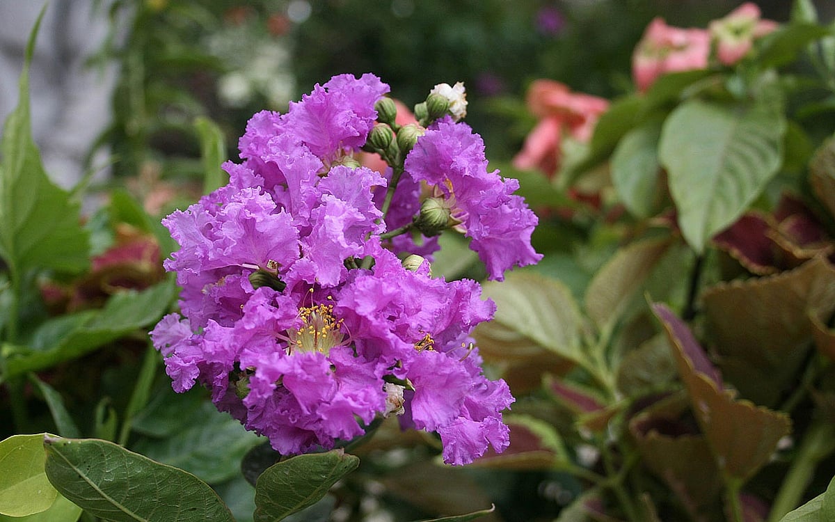 সোনালু-জারুল-কৃষ্ণচূড়ার আর্তি