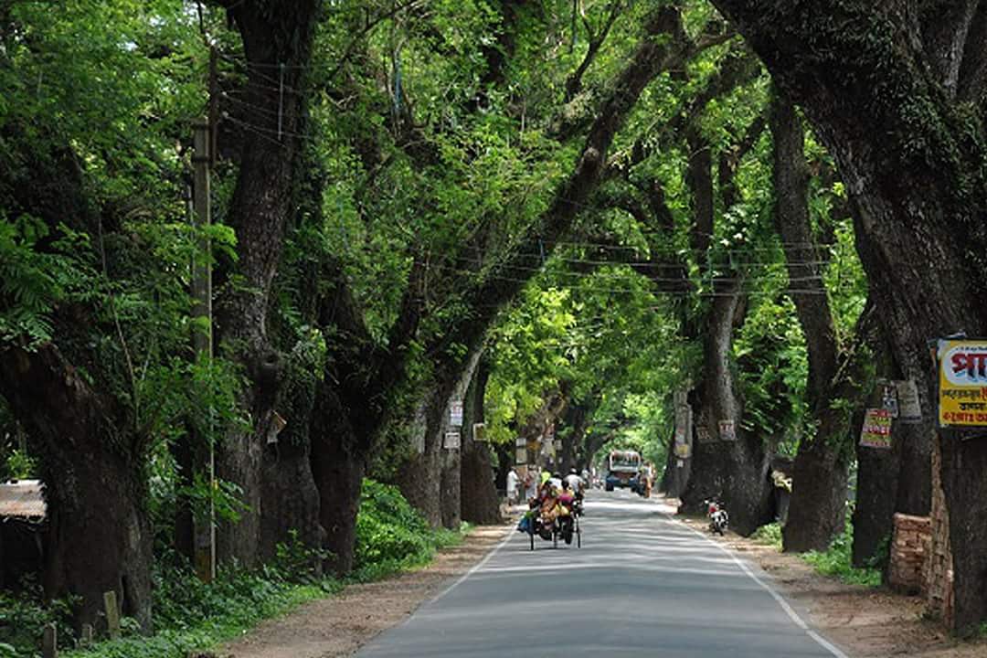 গাছ বাঁচলে মানুষ বাঁঁচবে!