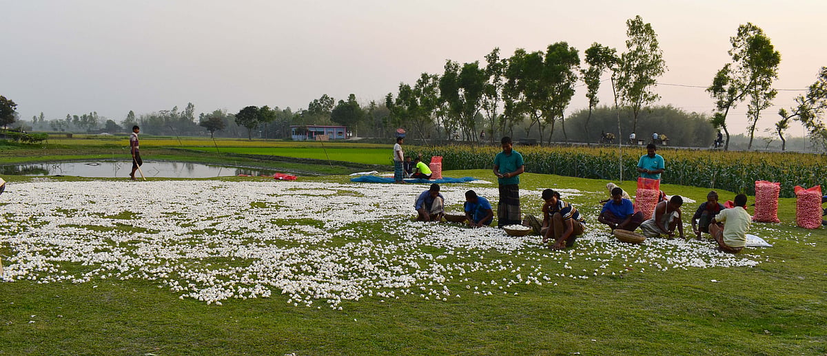 রসুনের দেশে