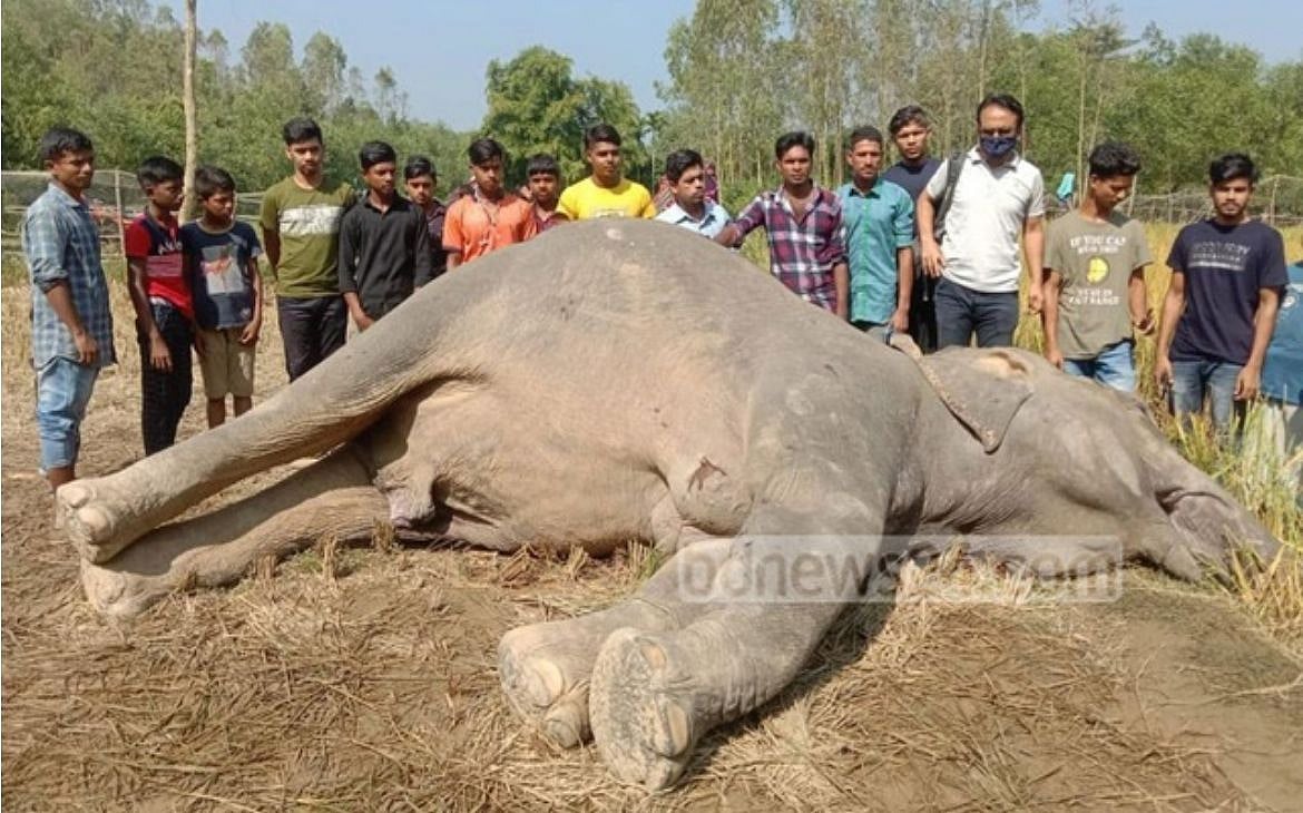 হাতি-মানুষের সংঘাত ও আমাদের জনঘনত্ব