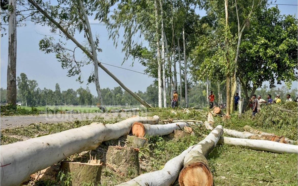 গাছ থাকতে গাছের উপকারিতা
