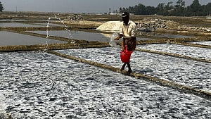 ৬৩ বছরে সর্বোচ্চ লবণ উৎপাদন