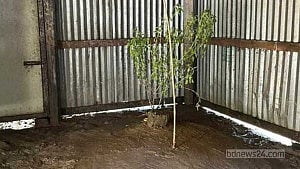 ‘চতুরমুই হানি, ঘরেত্তে মারে দাফন কইচ্চি’